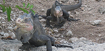 Iguanes des Petites Antilles