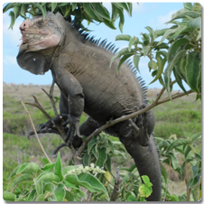 Iguane des petite antilles