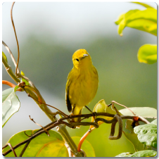 Sucrier à ventre jaune