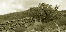 Limite des terres cultivées