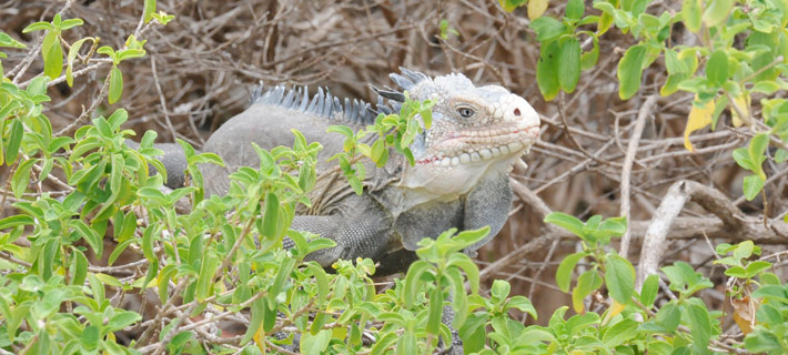 Iguane des petites Antilles