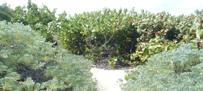 Végétation de bord de mer - Romarin noir
