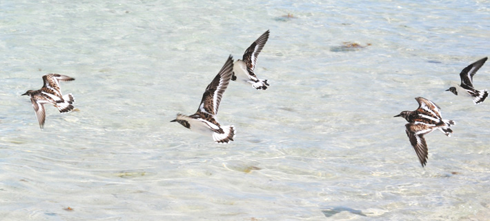 Tournepierres à collier