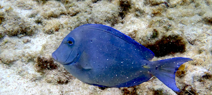 Poisson Chirurgien bleu